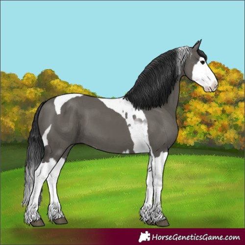 Horse Color:Grullo Splash Tobiano