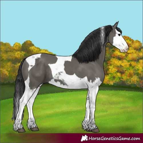 Horse Color:Grullo Splash Tobiano 