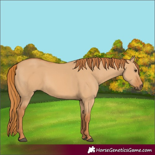 Horse Color:Red Dun