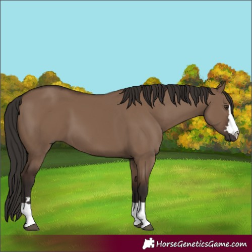 Horse Color:Liver Red Dun