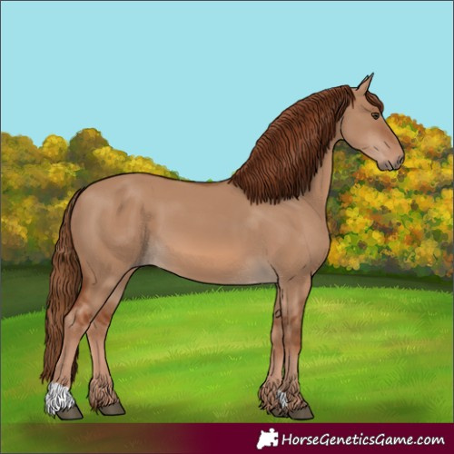 Horse Color:Red Dun