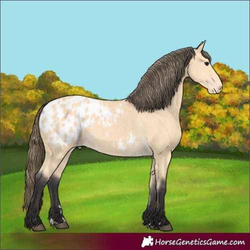 Horse Color:Buckskin Appaloosa