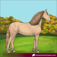 Horse Color:Gold Champagne 