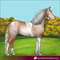 Horse Color:Gray Gold Champagne Tobiano 