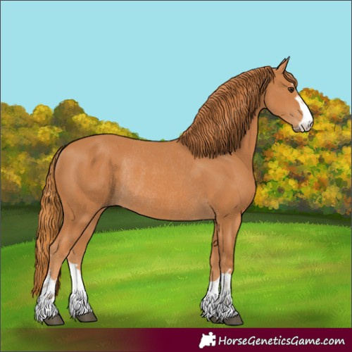 Horse Color:Chestnut Rabicano