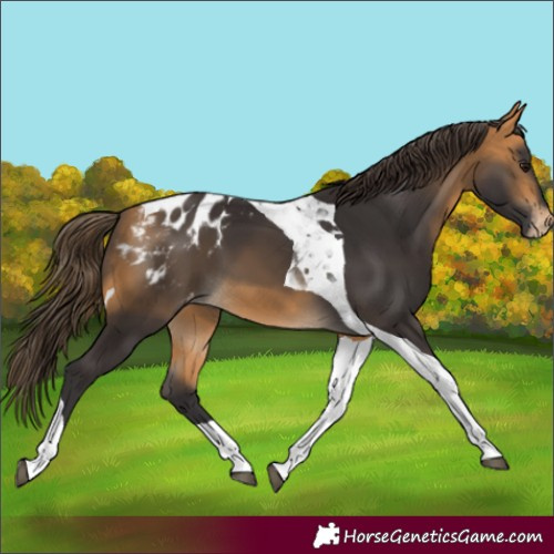 Horse Color:Buckskin Tobiano Blanket