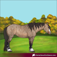 Horse Color:Brown Dun and Brown Dun