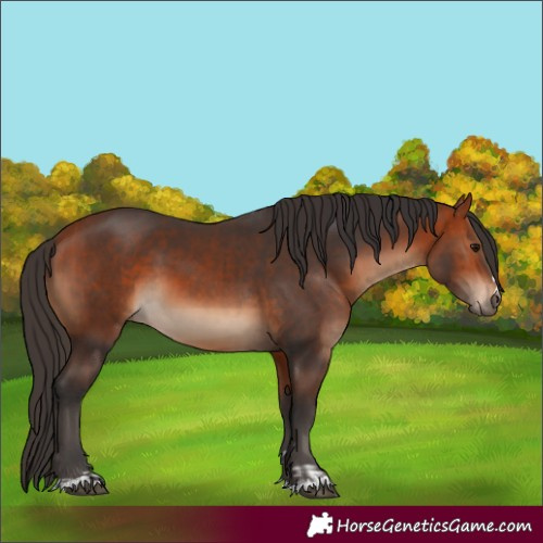 Horse Color:Bay and Bay