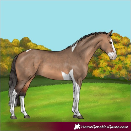Horse Color:Bay Dun Splash Tobiano