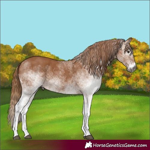Horse Color:Gray White Spotted Chestnut