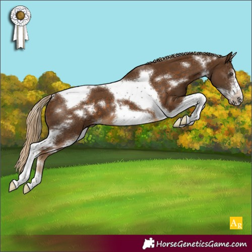 Horse Color:White Spotted Chocolate Palomino Tobiano Frame