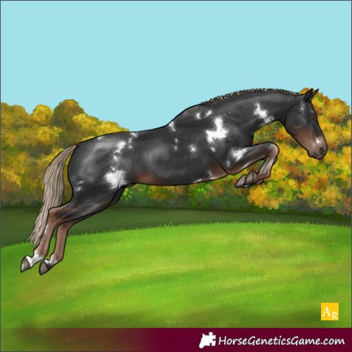 Horse Color:White Spotted Liver Chestnut 