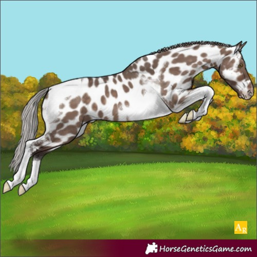 Horse Color:Silver Brown Dun Mushroom Tobiano Near Leopard 