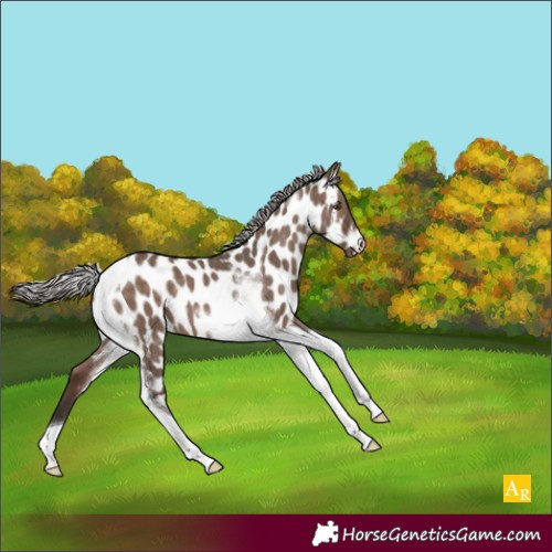 Horse Color:Silver Brown Dun Mushroom Tobiano Appaloosa 