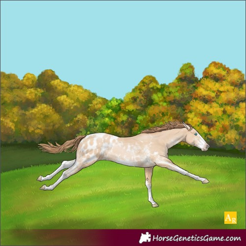 Horse Color:Buckskin Pearl Sabino Blanket 