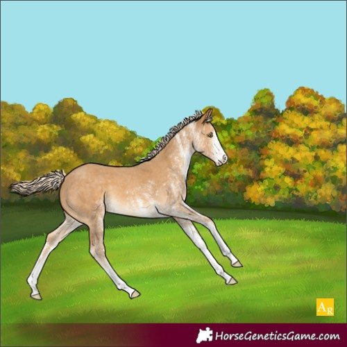 Horse Color:White Spotted Palomino 