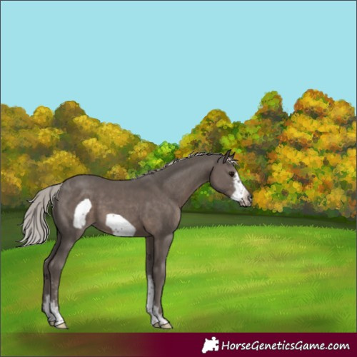 Horse Color:Silver Black Sabino Frame