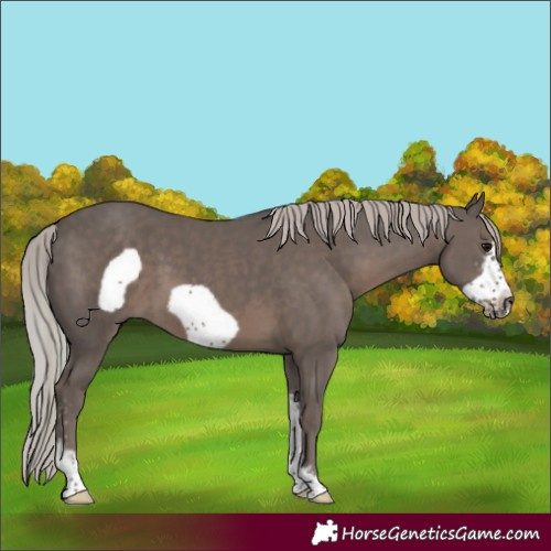 Horse Color:Silver Black Sabino Frame