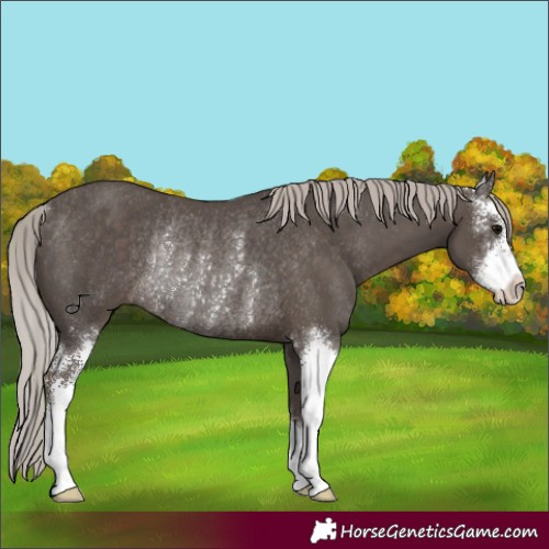 Horse Color:Silver Black Sabino Rabicano