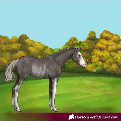 Horse Color:Silver Black Sabino Rabicano 