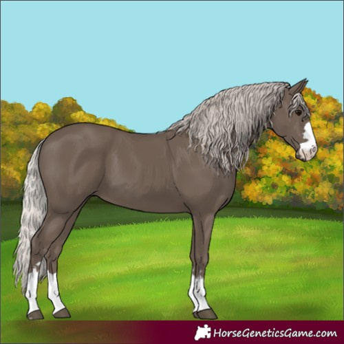 Horse Color:Silver Black