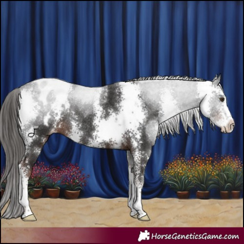 Horse Color:Liver Chestnut Sabino Appaloosa Rabicano 