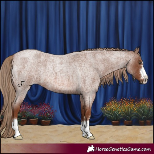 Horse Color:Red Roan 