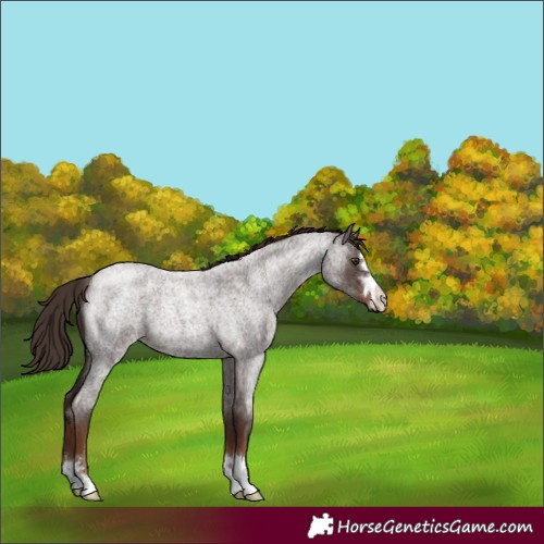 Horse Color:Liver Red Roan 