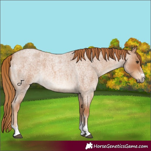 Horse Color:Red Roan
