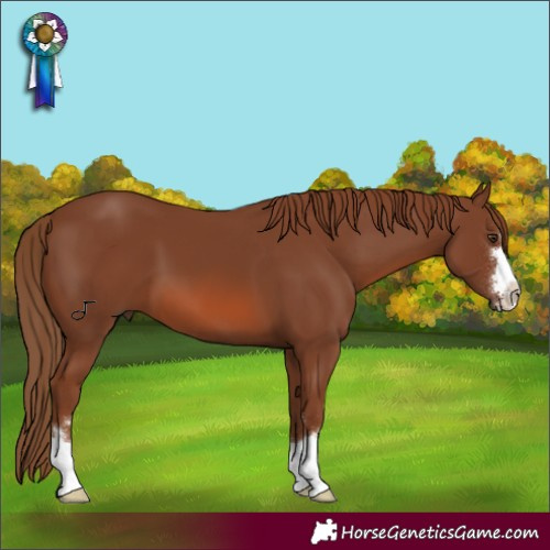 Horse Color:Chestnut 