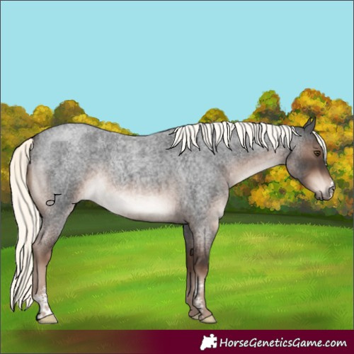 Horse Color:Liver Red Roan Mushroom Sabino