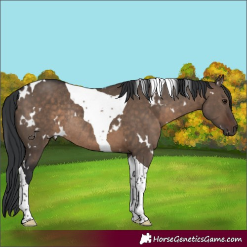 Horse Color:White Spotted Brown Dun Tobiano Rabicano