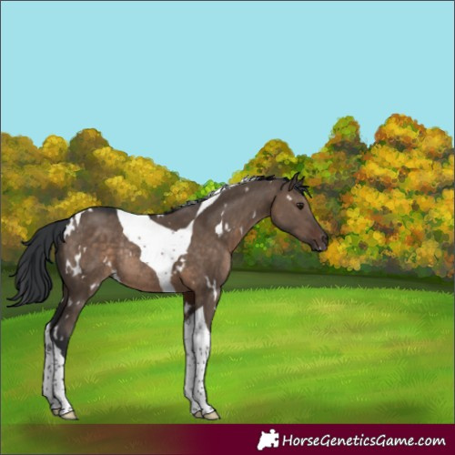 Horse Color:White Spotted Brown Dun Tobiano Rabicano 