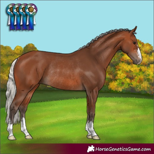 Horse Color:Silver Brown Rabicano
