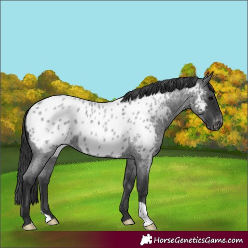Horse Color:Unknown