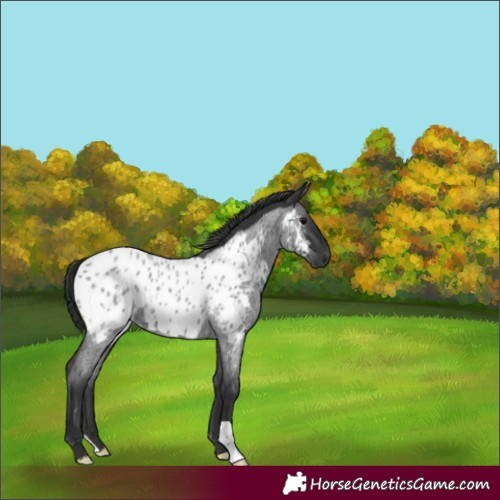 Horse Color:Unknown 