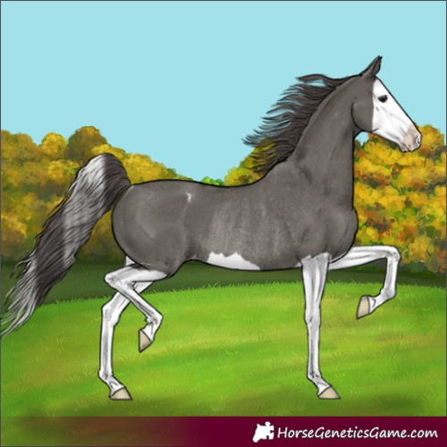 Horse Color:Unknown
