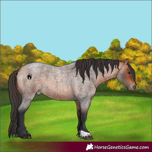 Horse Color:Bay Roan 