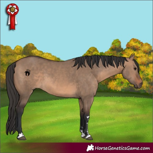 Horse Color:Brown Dun 