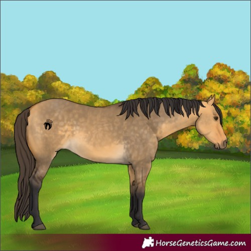 Horse Color:Buckskin Dun 