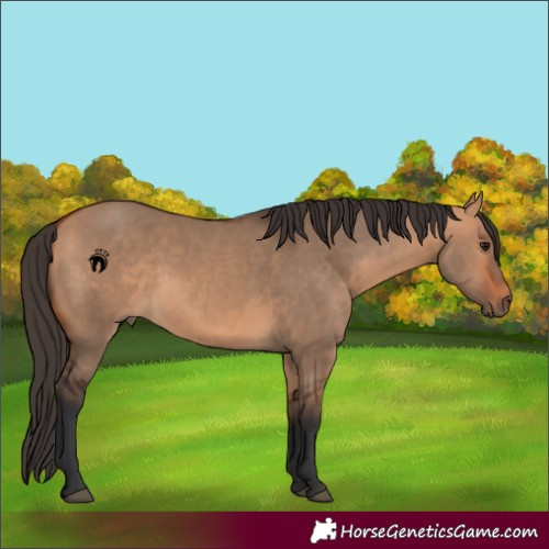 Horse Color:Bay Dun 