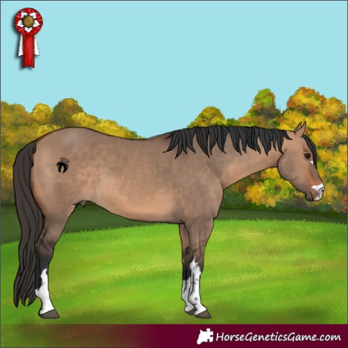 Horse Color:Bay Dun 