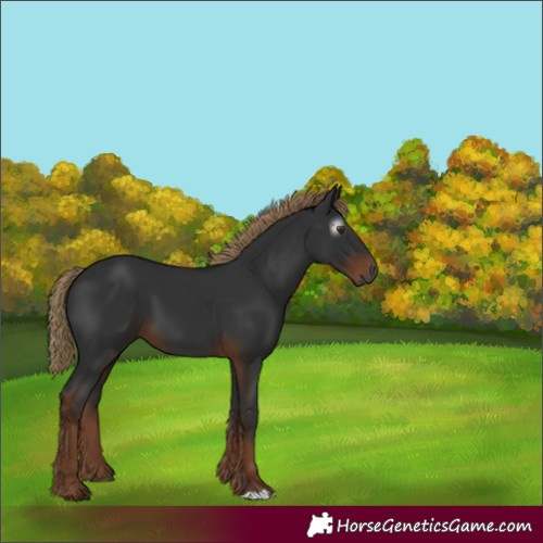 Horse Color:Unknown