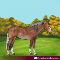 Horse Color:Bay  and Silver Bay 