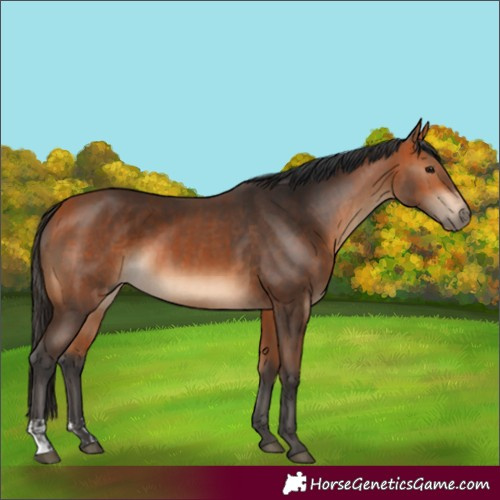 Horse Color:Bay  and Bay 