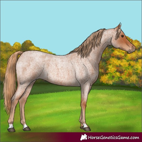 Horse Color:Red Roan