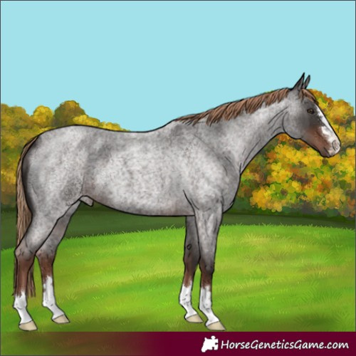 Horse Color:Liver Red Roan 