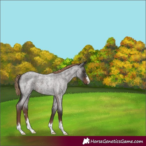 Horse Color:Liver Red Roan