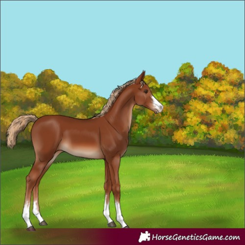 Horse Color:Chestnut 