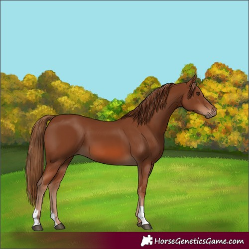Horse Color:Chestnut 